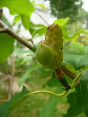 Semances Mangnolia acuminata